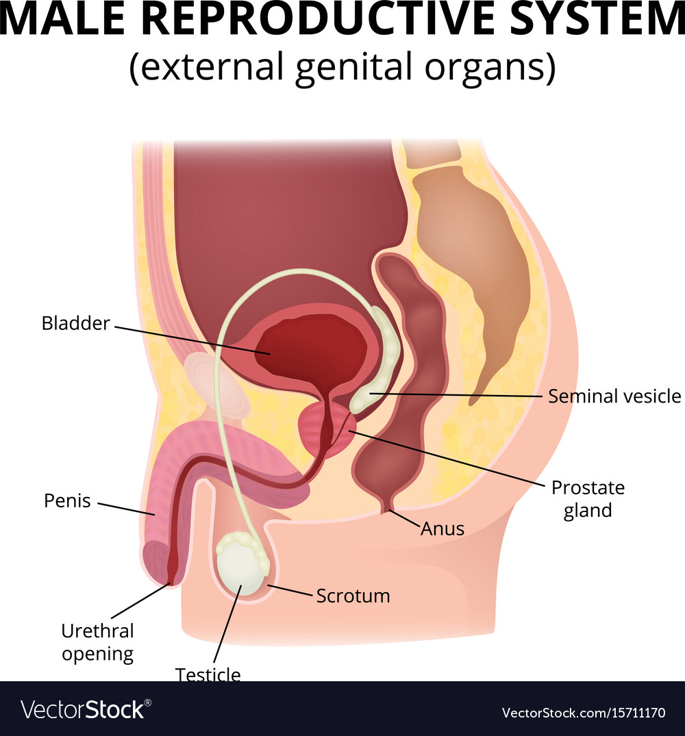 Male Reproductive System Royalty Free Vector Image