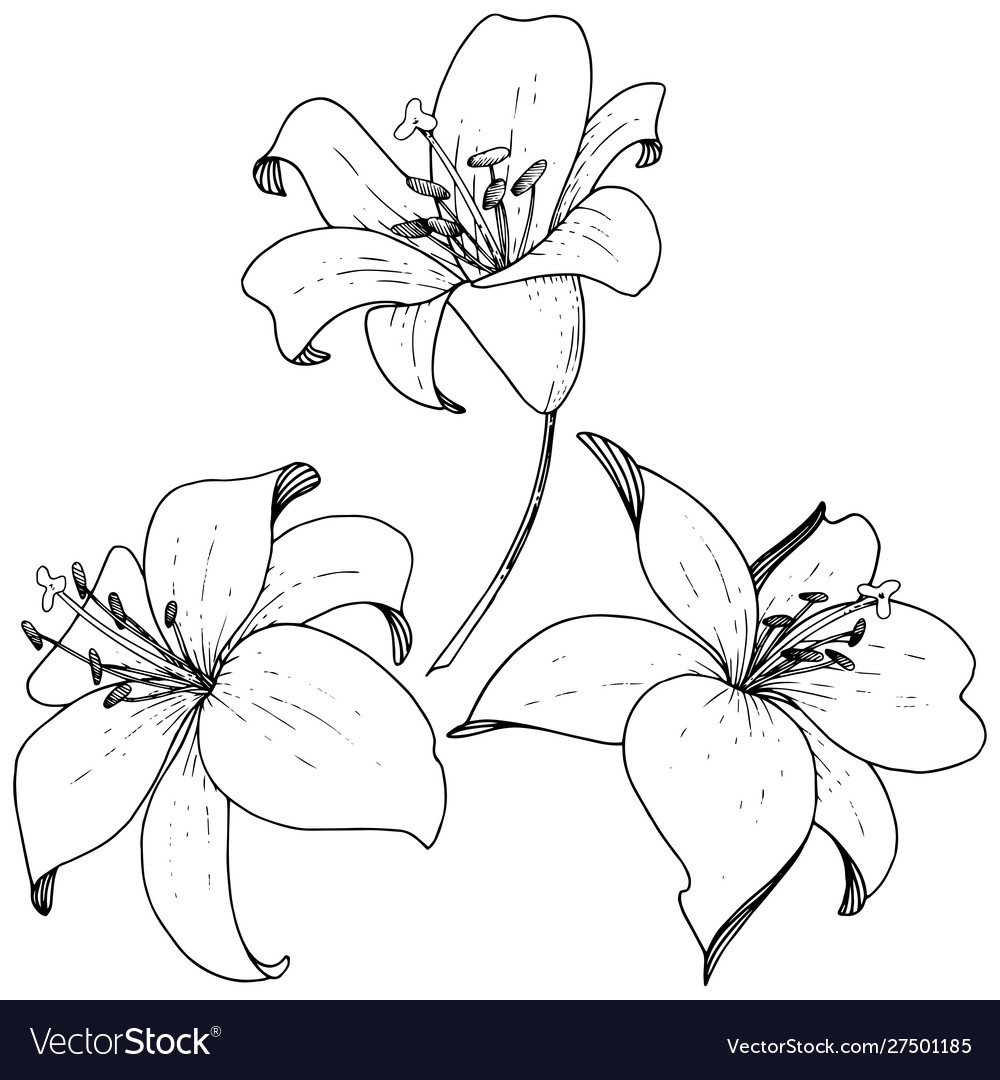 Lily floral botanical flower engraved ink Vector Image