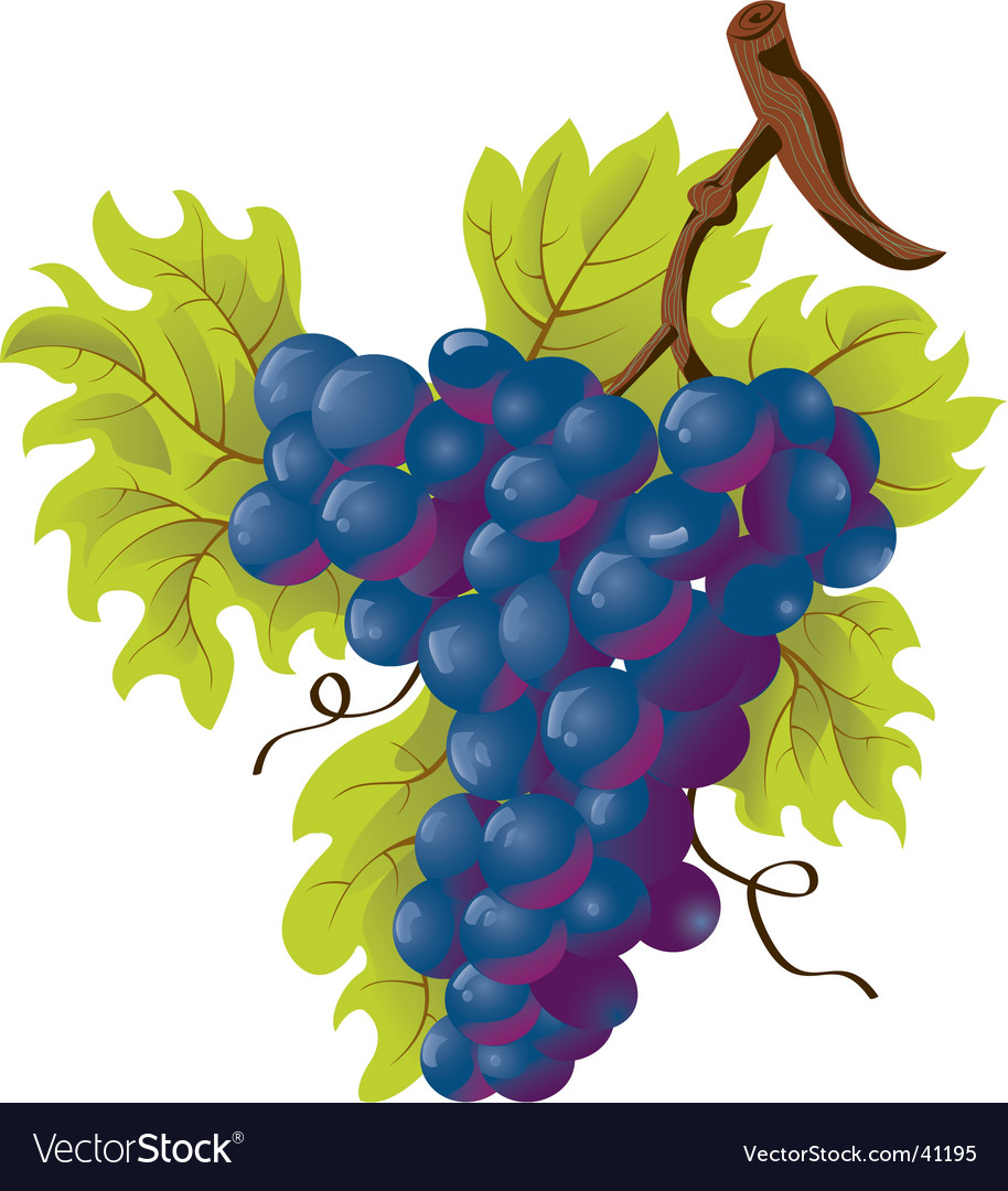 There are some grapes. Some grapes или a grapes. виноградники фон. стол на фоне виноградника.