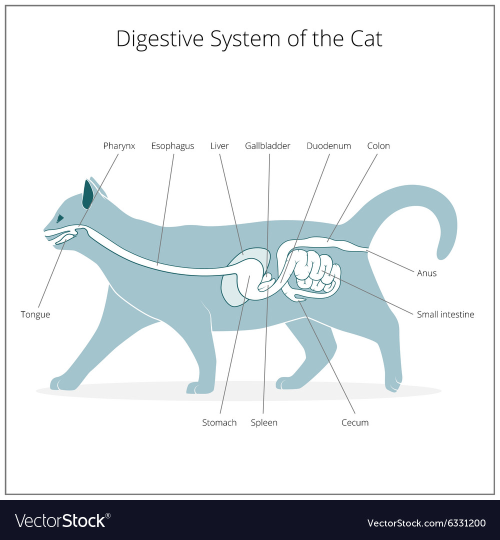 Digestive system of the cat Royalty Free Vector Image