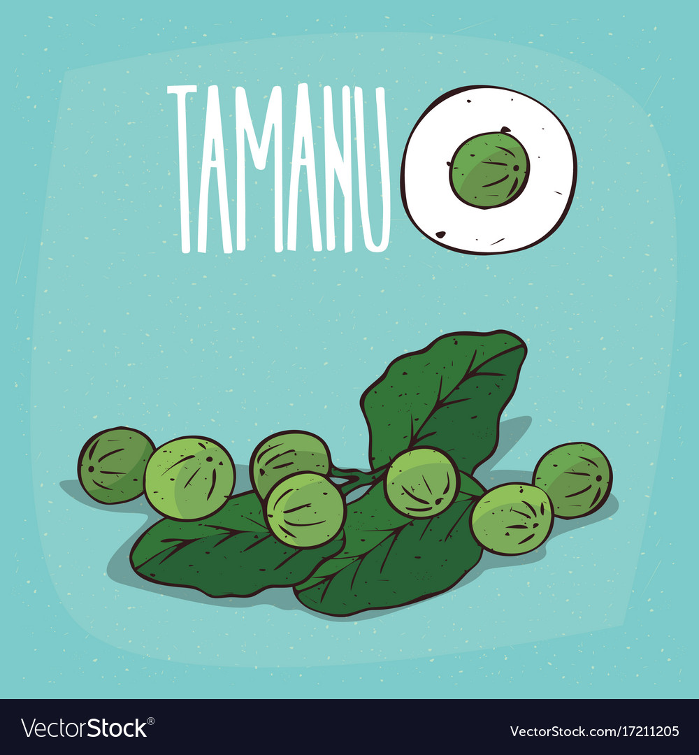 Set of isolated plant tamanu fruits herb Vector Image