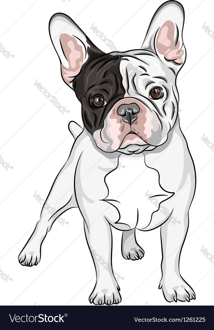 Domestic dog French Bulldog breed on the white bac