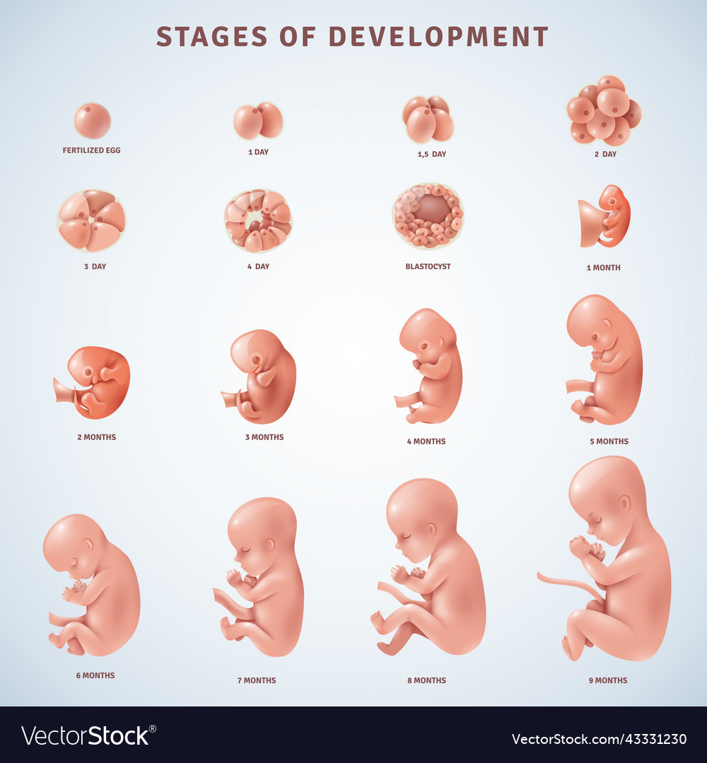 Stages human embryonic development Royalty Free Vector Image