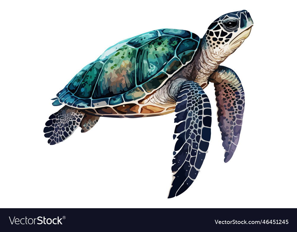 Watercolor sea turtle Royalty Free Vector Image