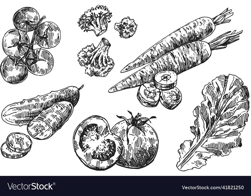 Beautiful hand drawn vegetable Royalty Free Vector Image