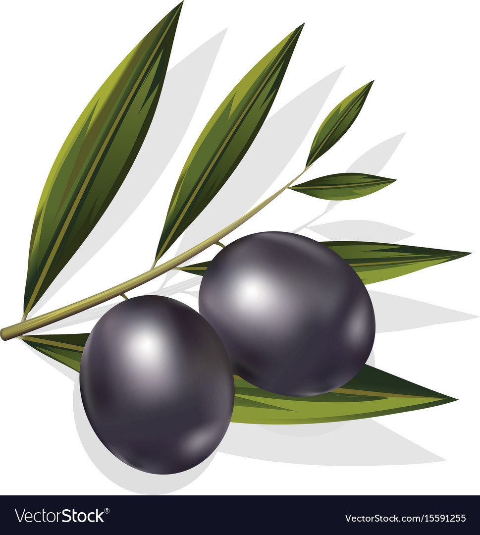 Realistic of black and olives branch Royalty Free Vector