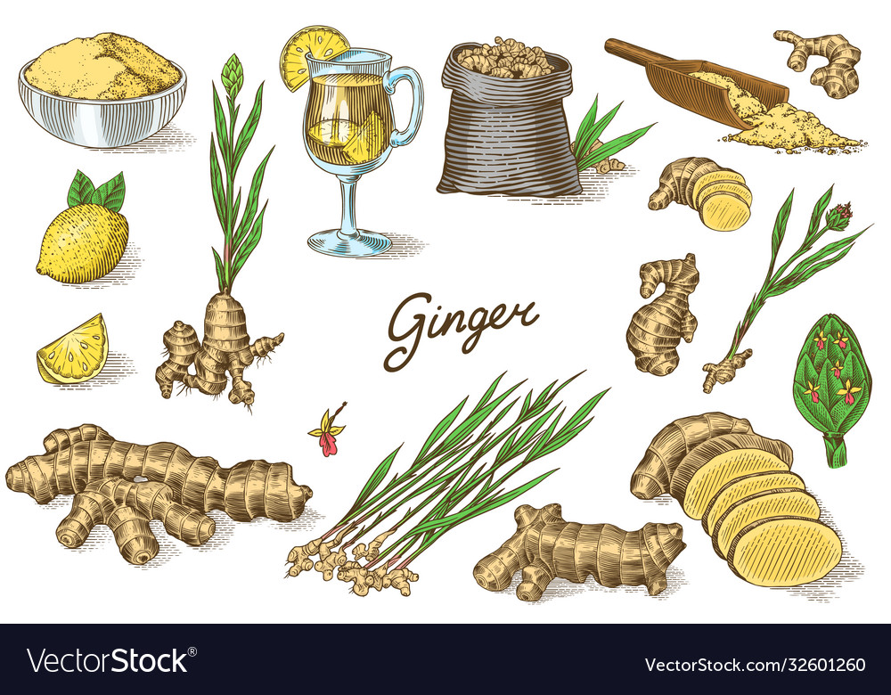 Ginger root chopped rhizome fresh plant bag and Vector Image