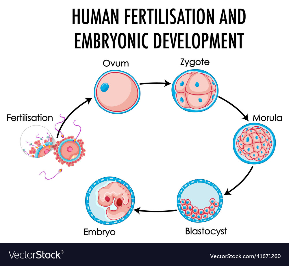 Human fertilisation and embryonic development Vector Image