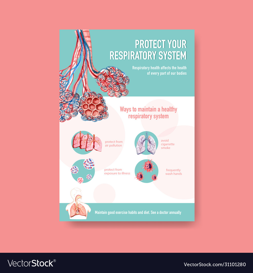 Information About Anatomy Respiratory Royalty Free Vector