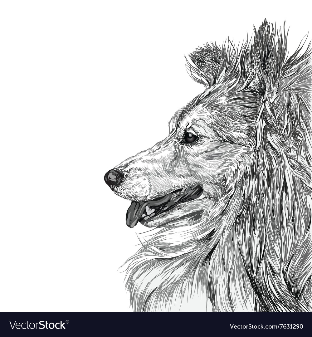 Sketch siberian dog Royalty Free Vector Image - VectorStock