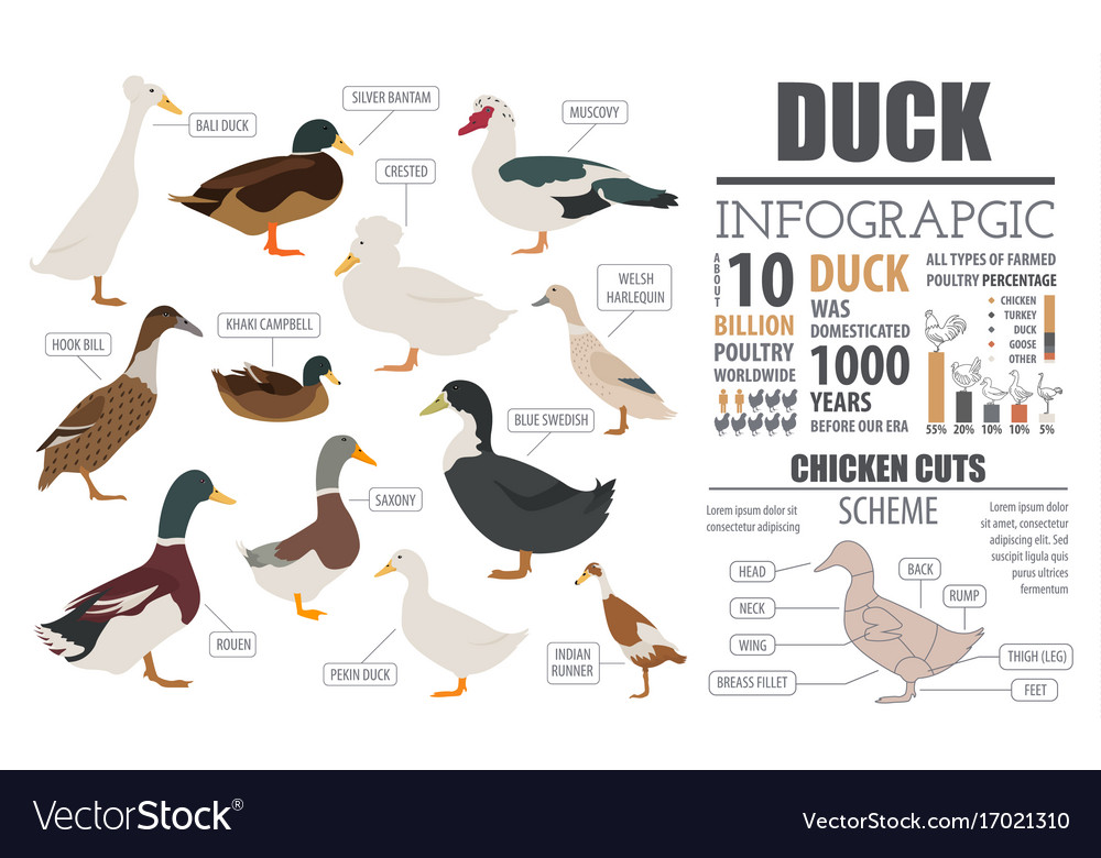 Poultry farming infographic template duck Vector Image