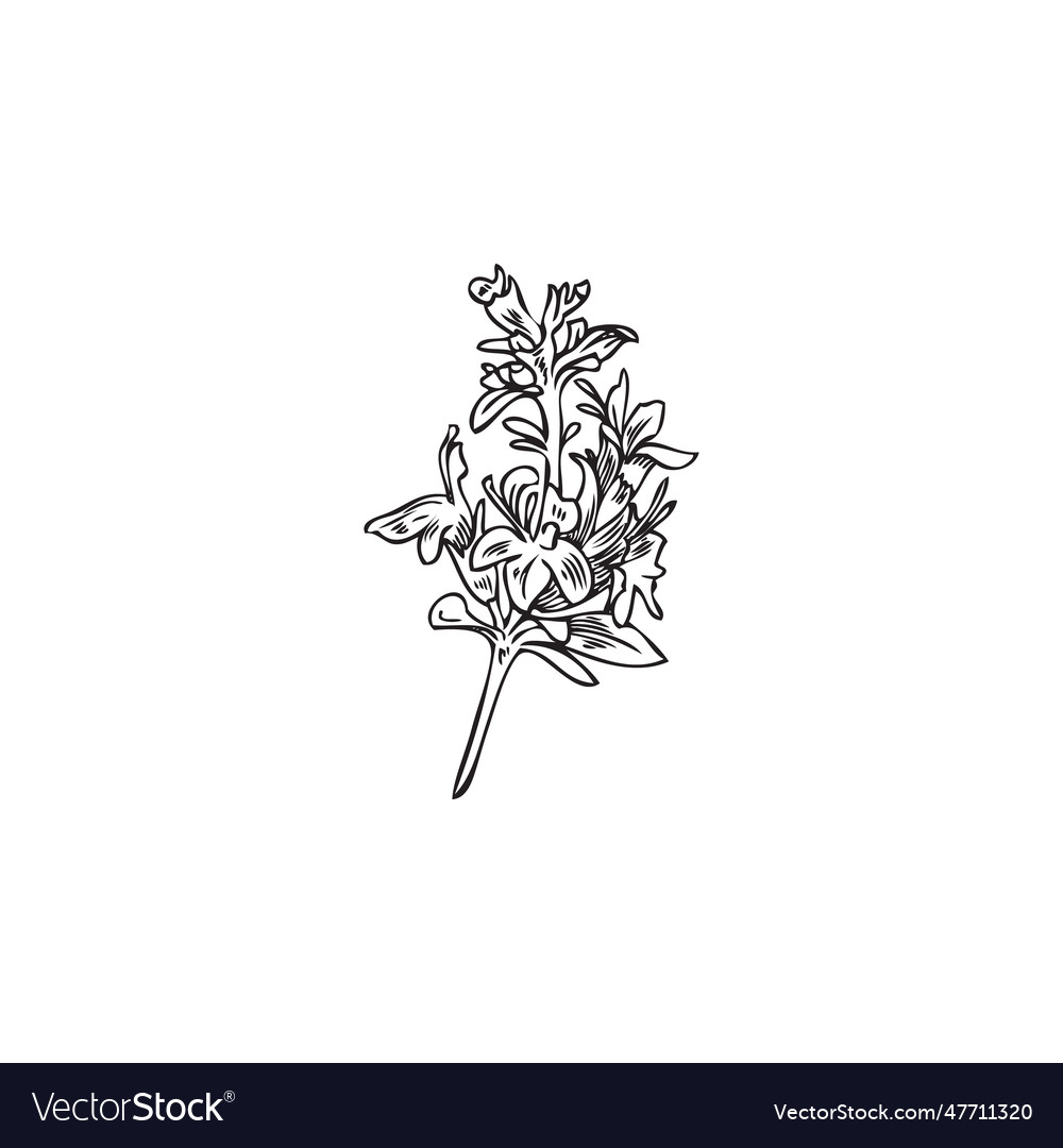 Thyme aromatic herbal plant outline branch sketch Vector Image