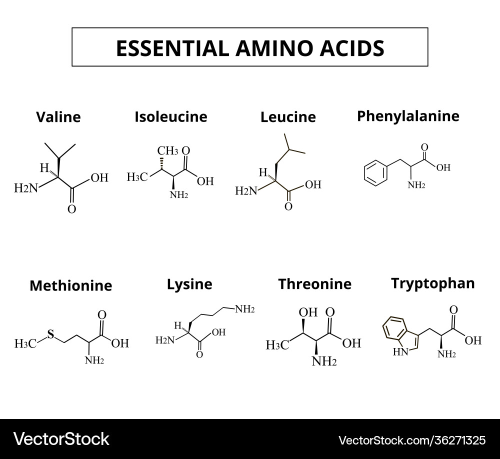 Essential Amino Acids A Set Royalty Free Vector Image Essential Amino Acids A Set Royalty Free Vector Image