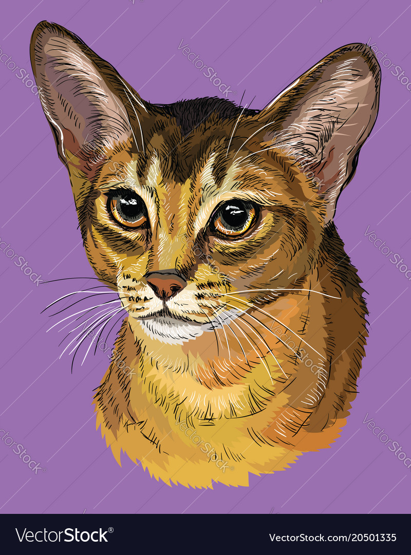 Colorful abyssinian cat