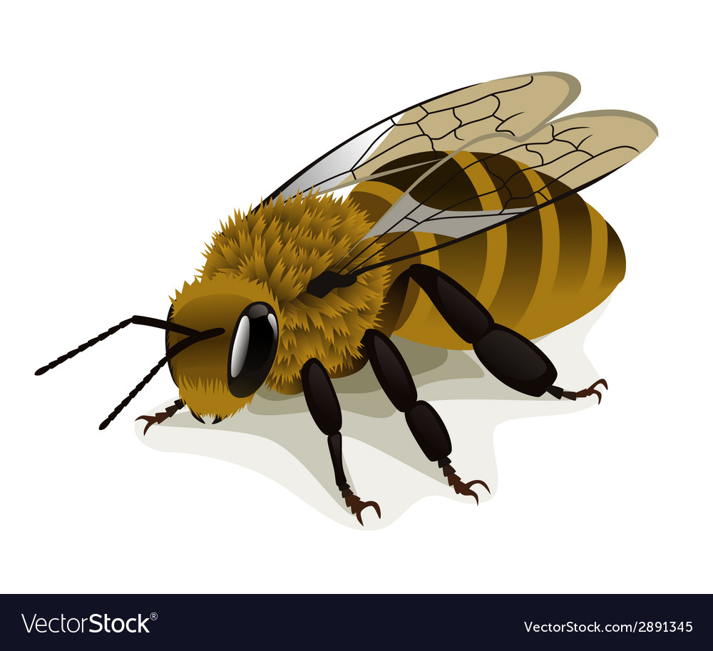 Bee Royalty Free Vector Image - VectorStock