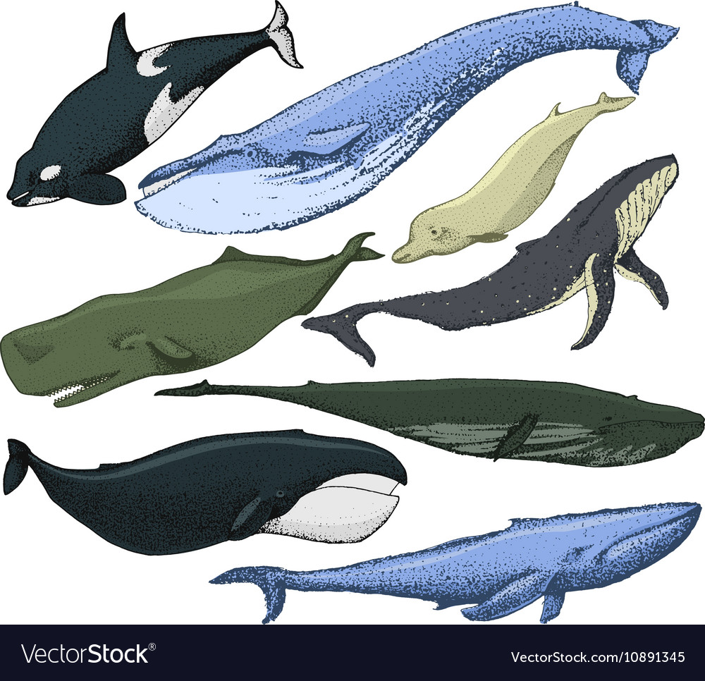 Set of hand drawn whales Royalty Free Vector Image