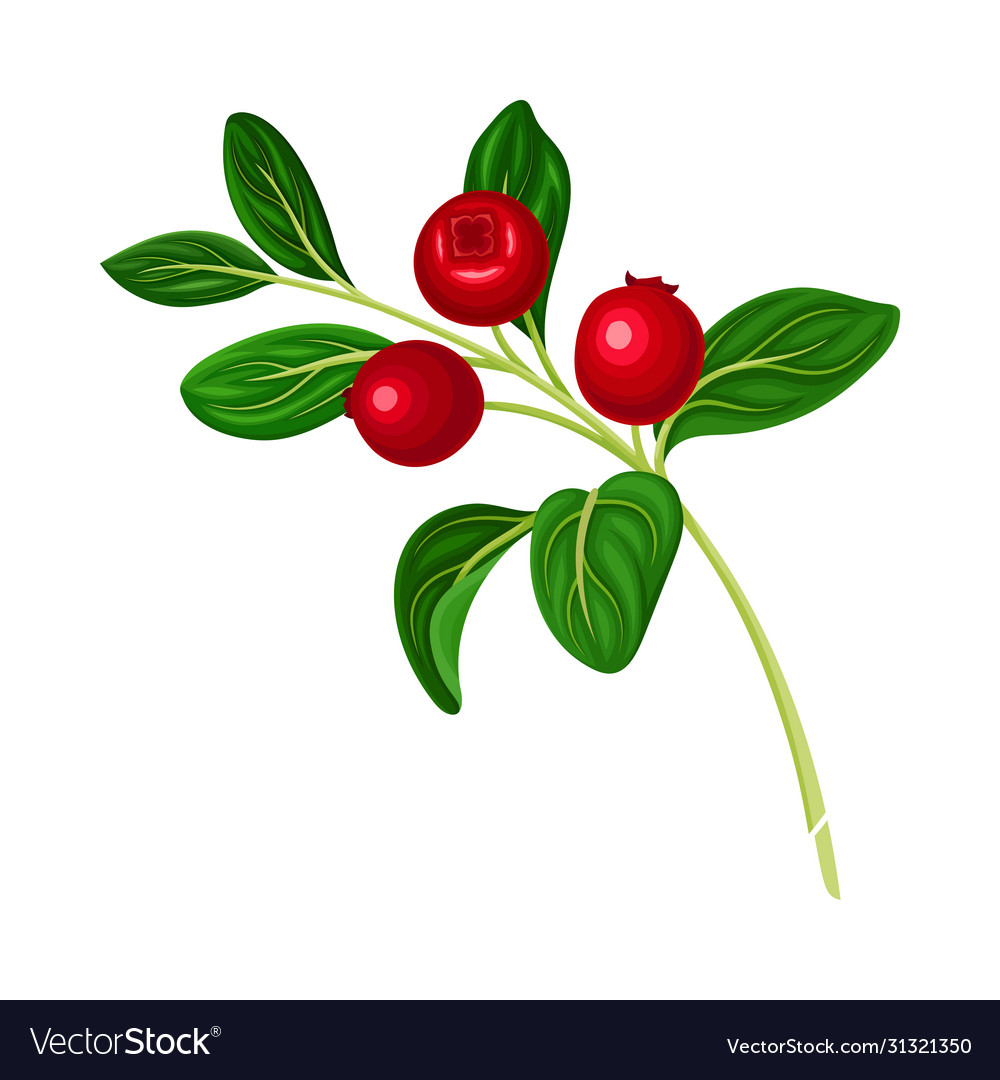 Branch lingonberry with oval leaves bearing Vector Image