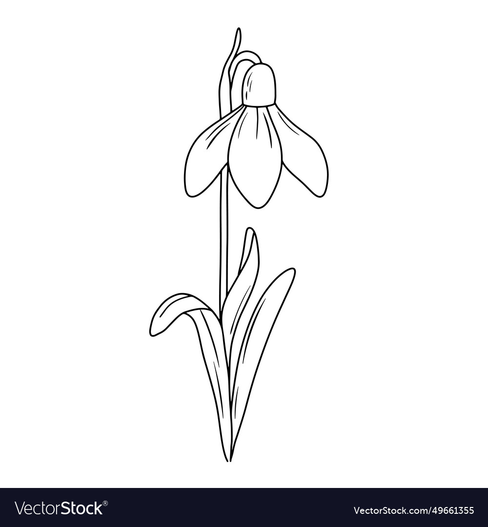 January birth month flower snowdrop line art Vector Image