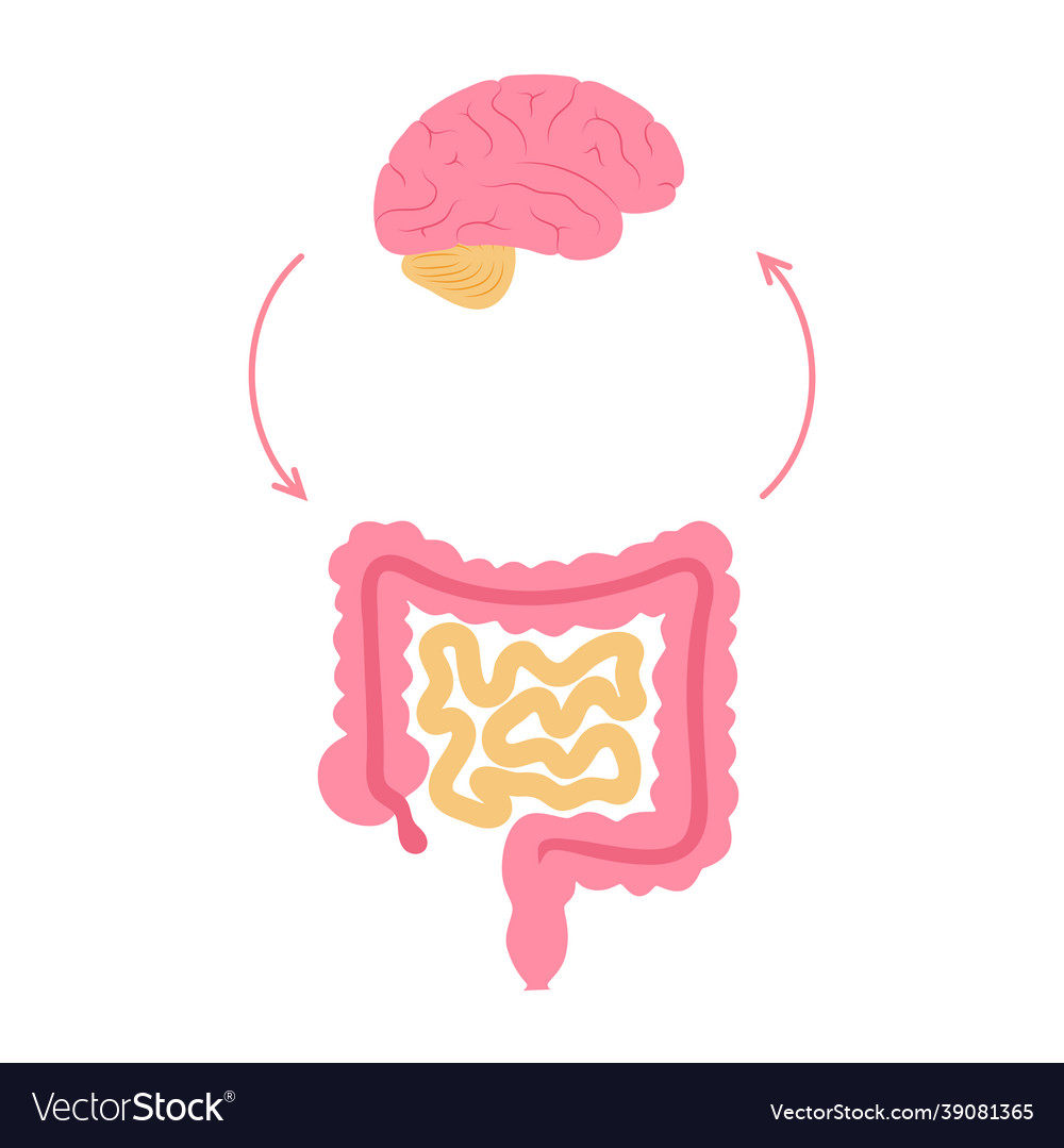 Gut Brain Connection Royalty Free Vector Image