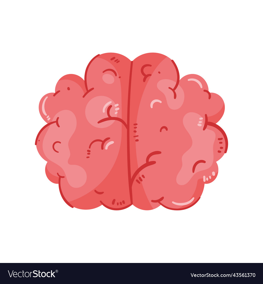 Brain human organ Royalty Free Vector Image - VectorStock