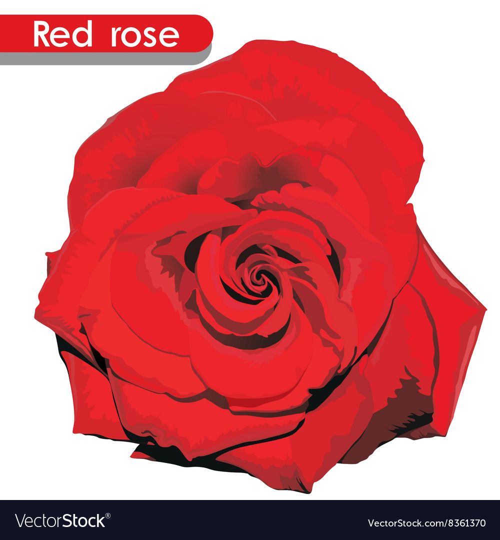 Red rose Royalty Free Vector Image - VectorStock