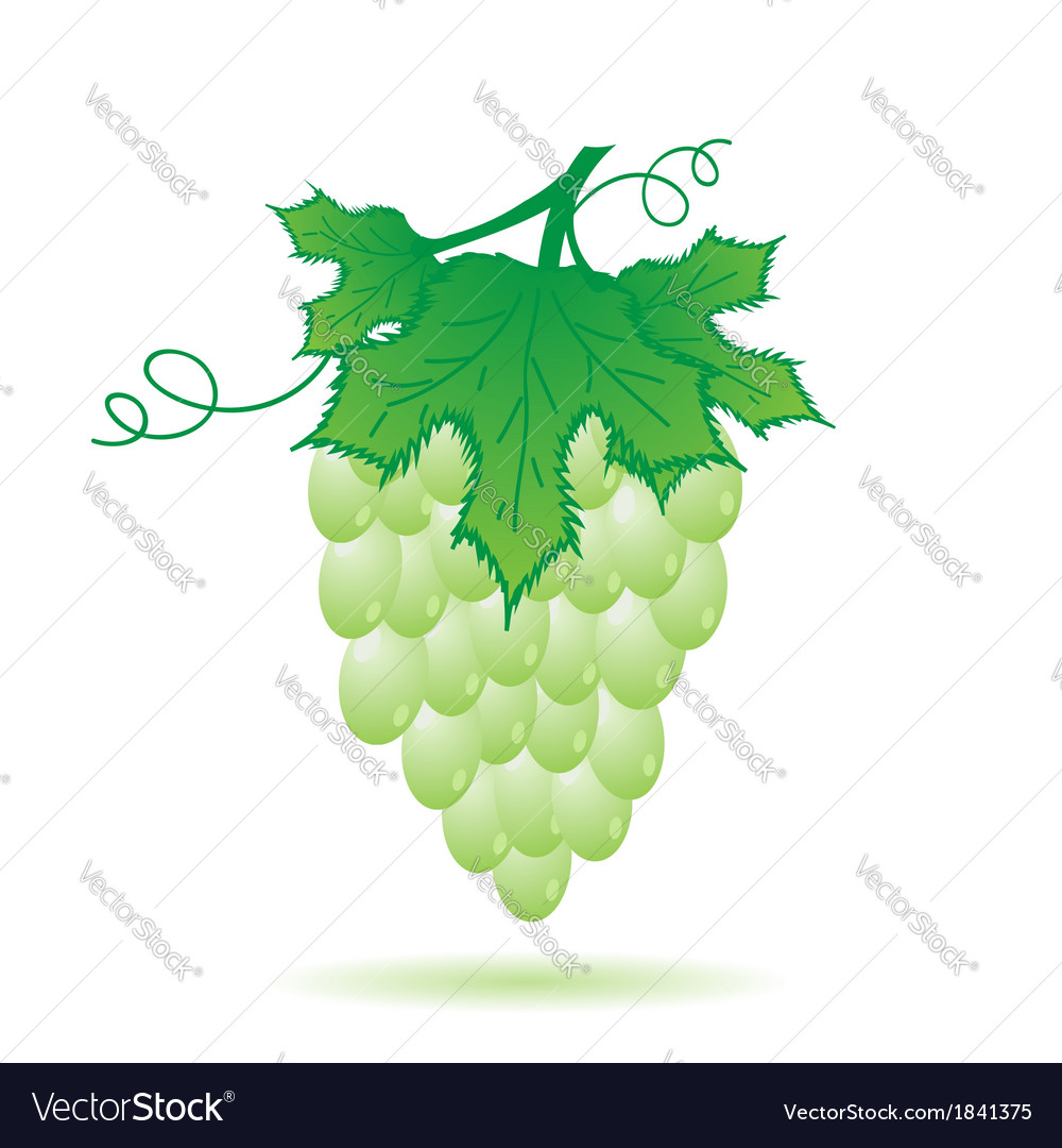 Green grapes Royalty Free Vector Image - VectorStock