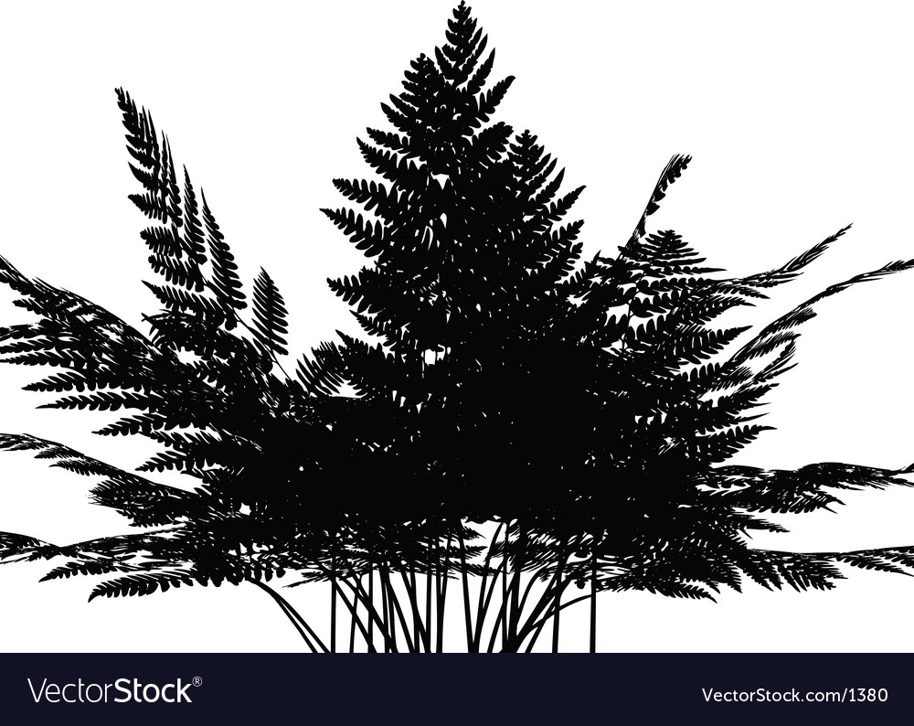 Fern graphic Royalty Free Vector Image - VectorStock