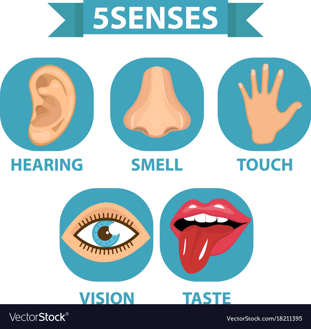 five-senses-taste-smell-sight-hearing-touch-quiz-for-kids-youtube