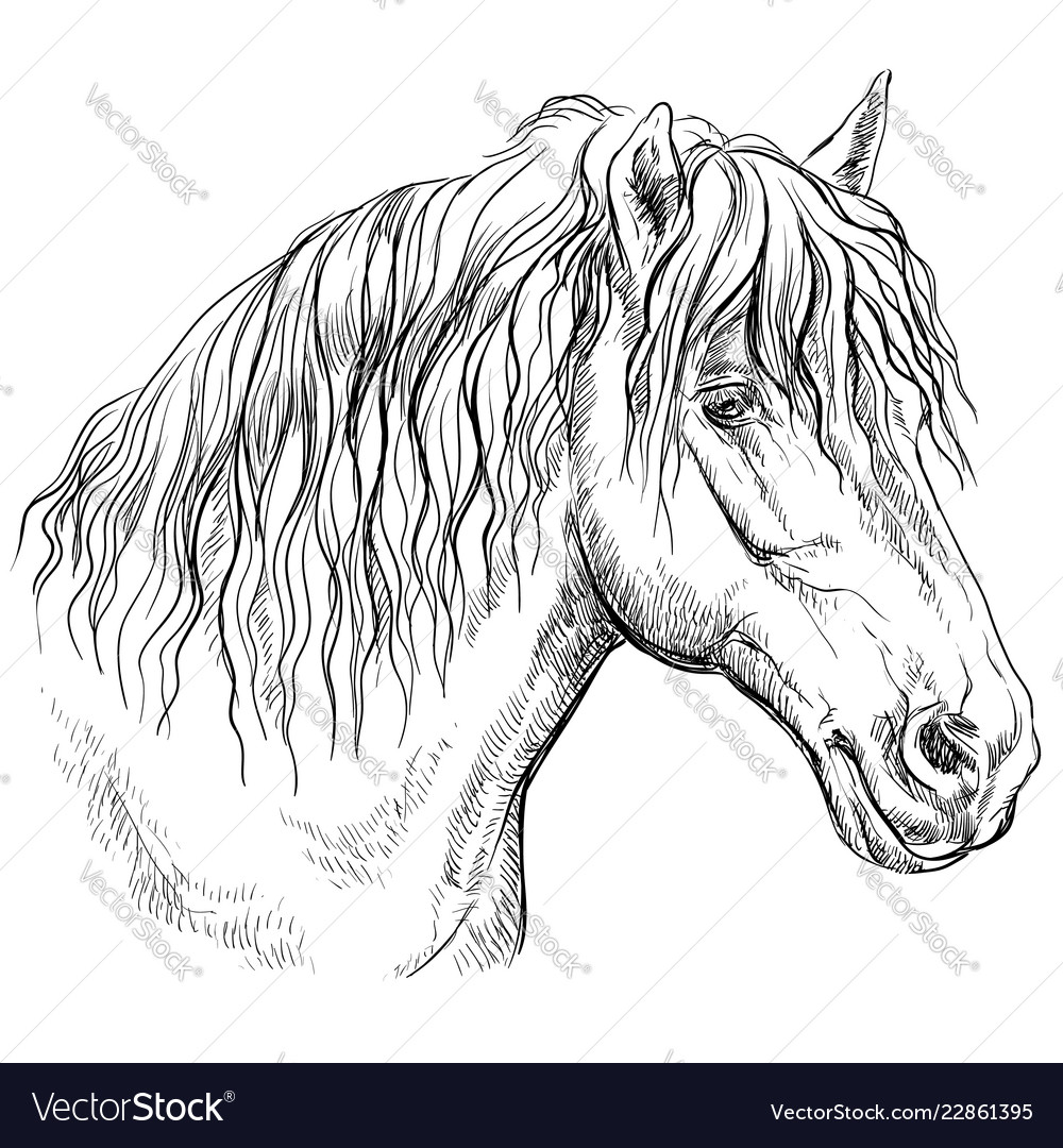 Horse portrait-12 Royalty Free Vector Image - VectorStock