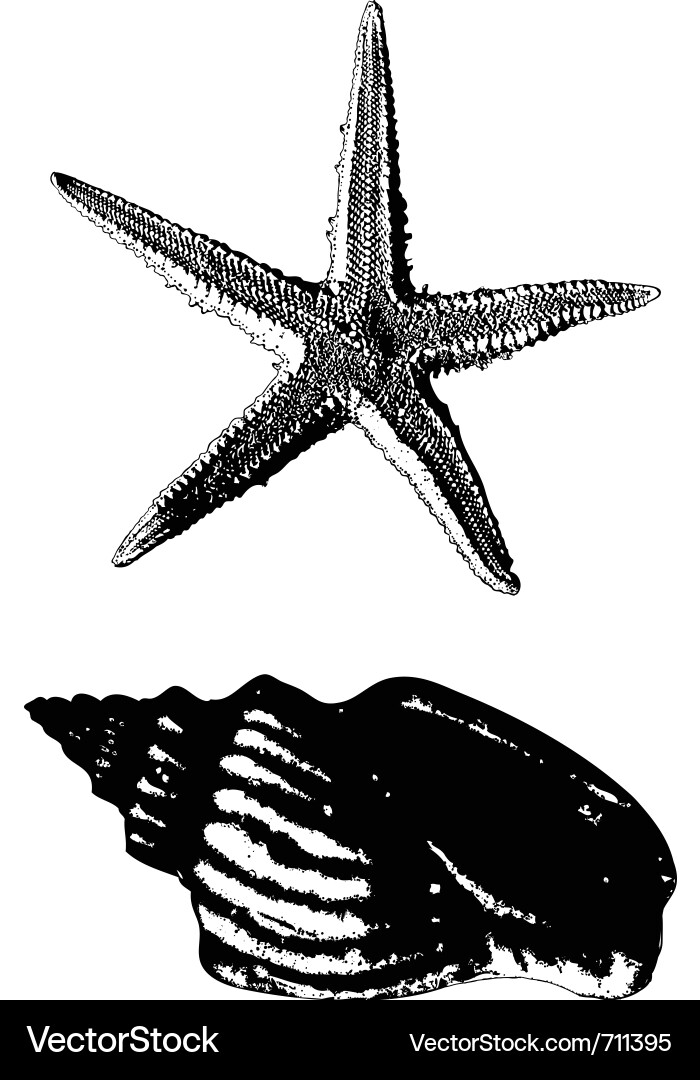Shell and starfish Royalty Free Vector Image - VectorStock