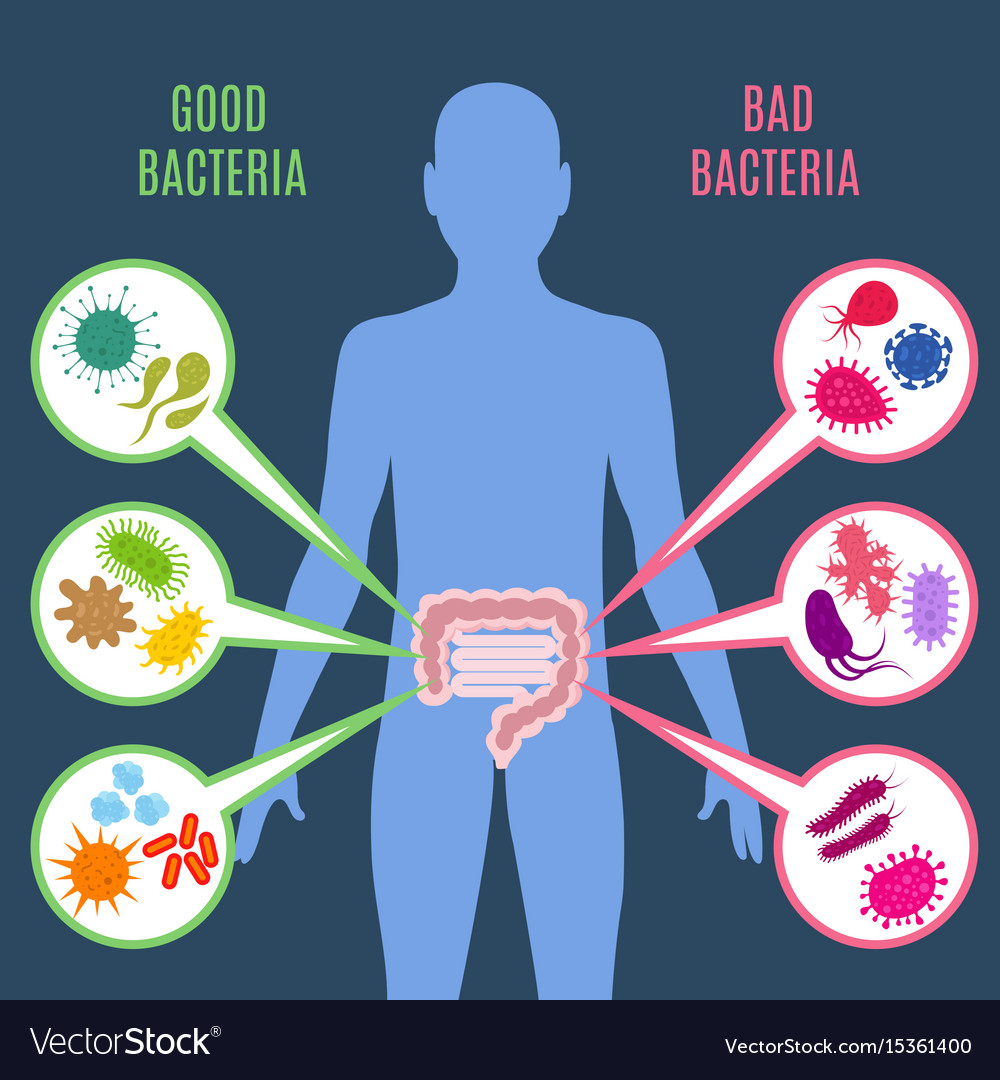 Intestinal Flora Gut Health Concept With Vector Image