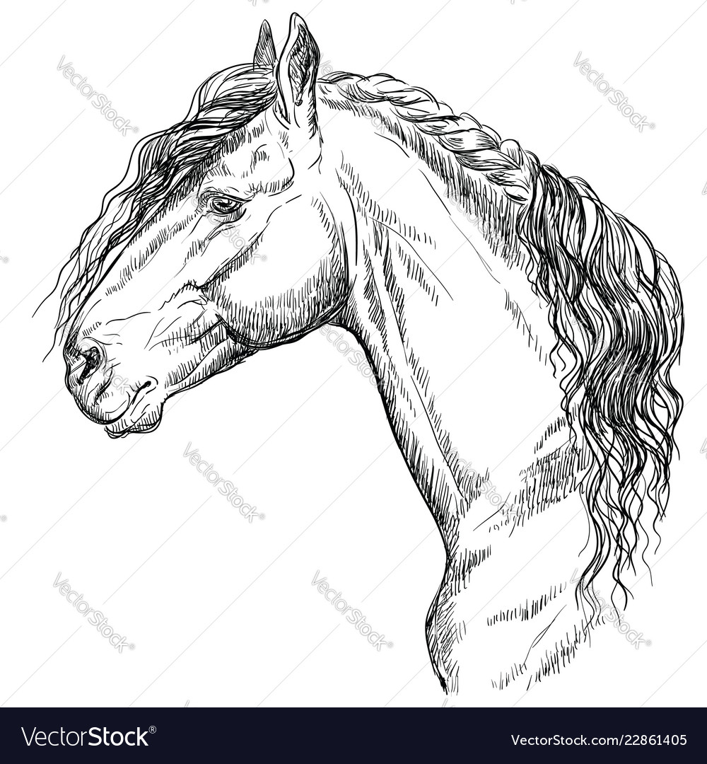 Horse portrait-15 Royalty Free Vector Image - VectorStock