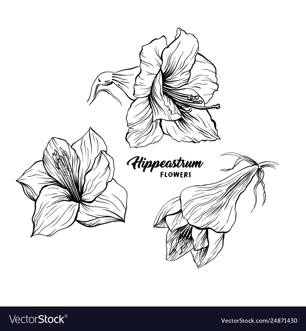 Amaryllis flower hand drawn Royalty Free Vector Image