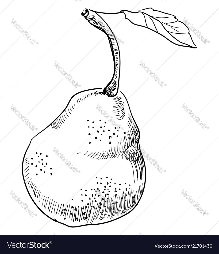 Hand drawing fruit-9 Royalty Free Vector Image