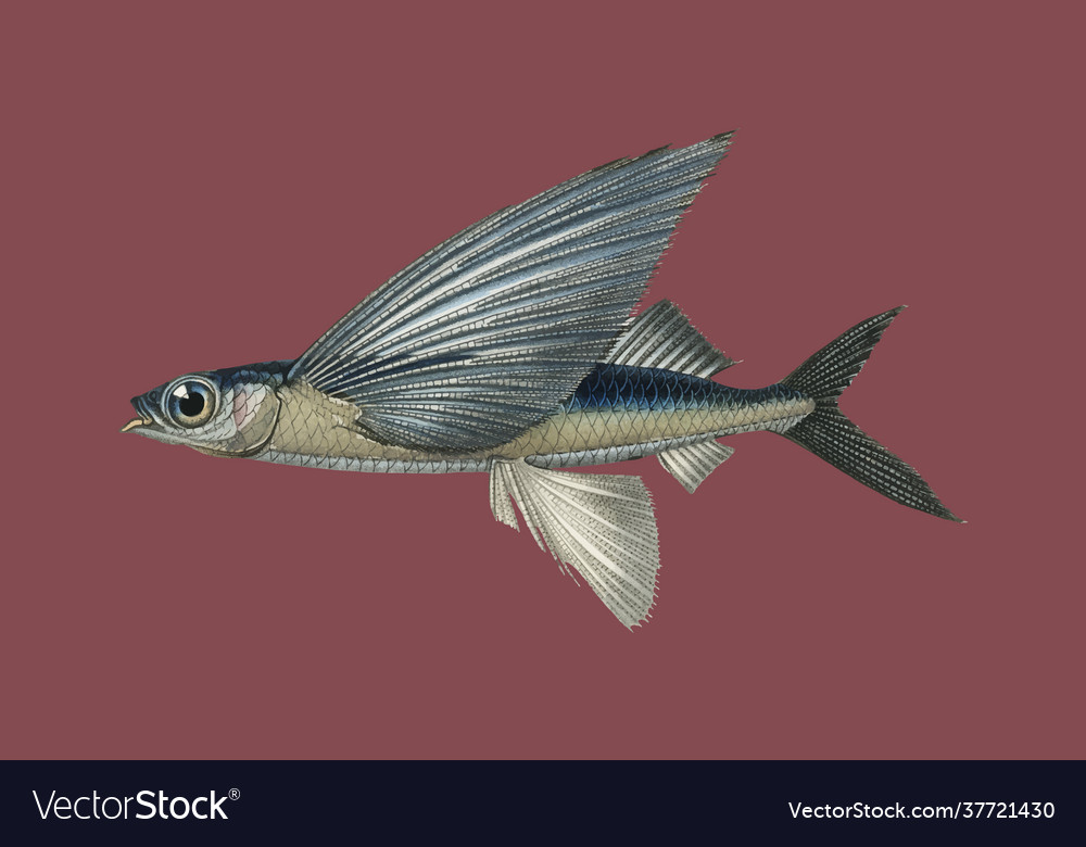 Stropical two wing flying fish exocoetus volitan Vector Image