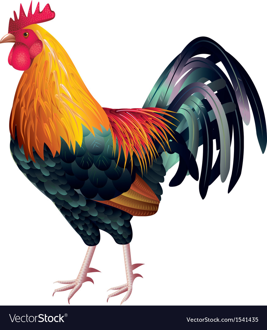 One Cock Royalty Free Vector Image Vectorstock 