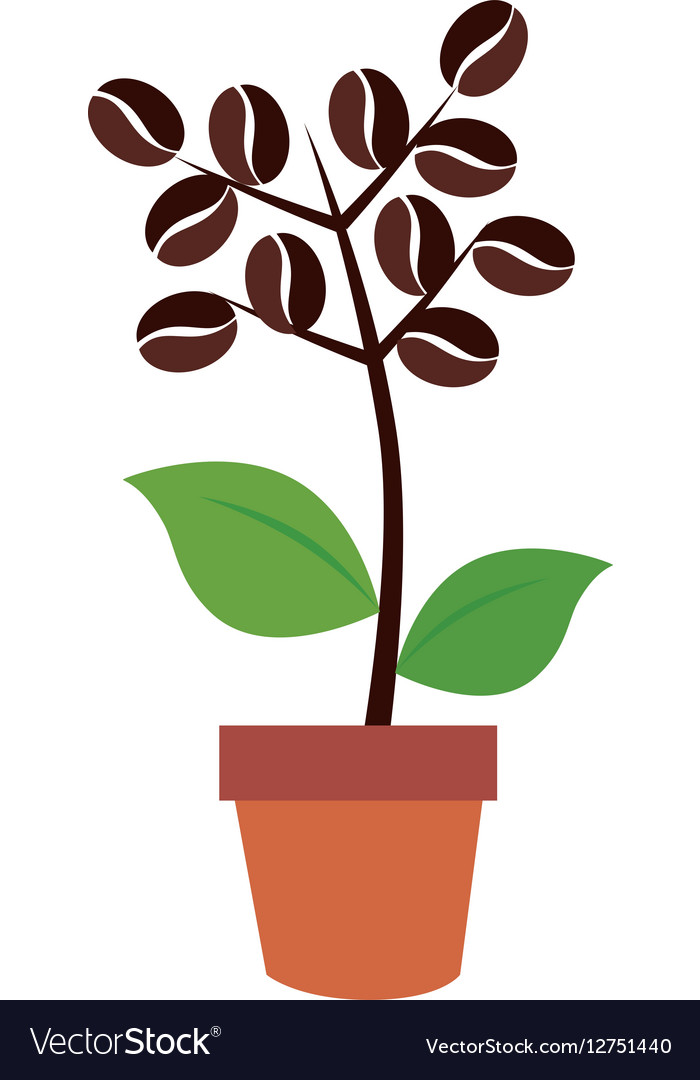 Coffee plant organic product Royalty Free Vector Image