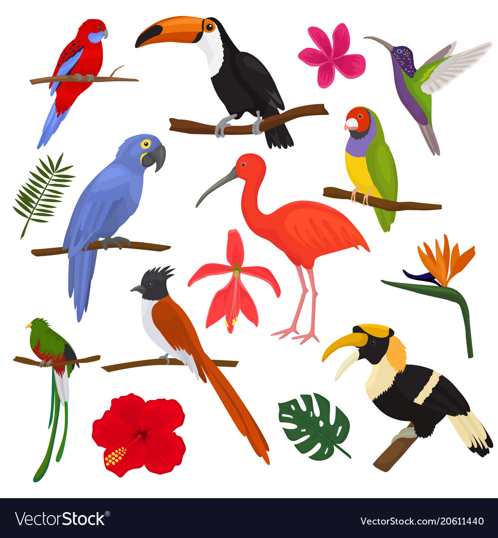 tropical birds exotic parrot toucan and royalty free vector