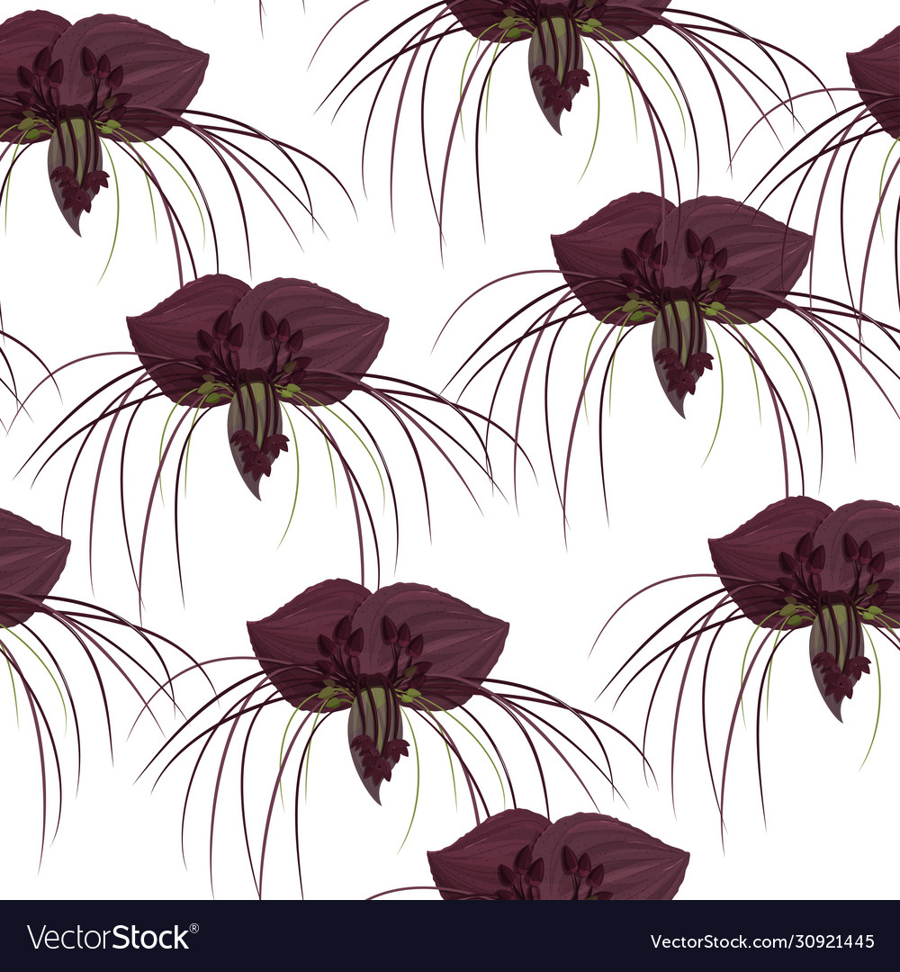 Dark purple tacca flowers background tropical