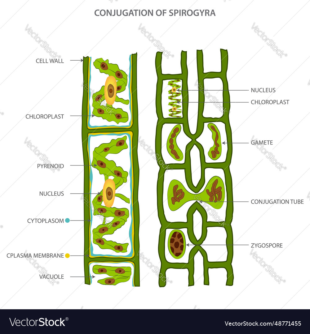 Life cycle and lateral conjugation of spirogyra