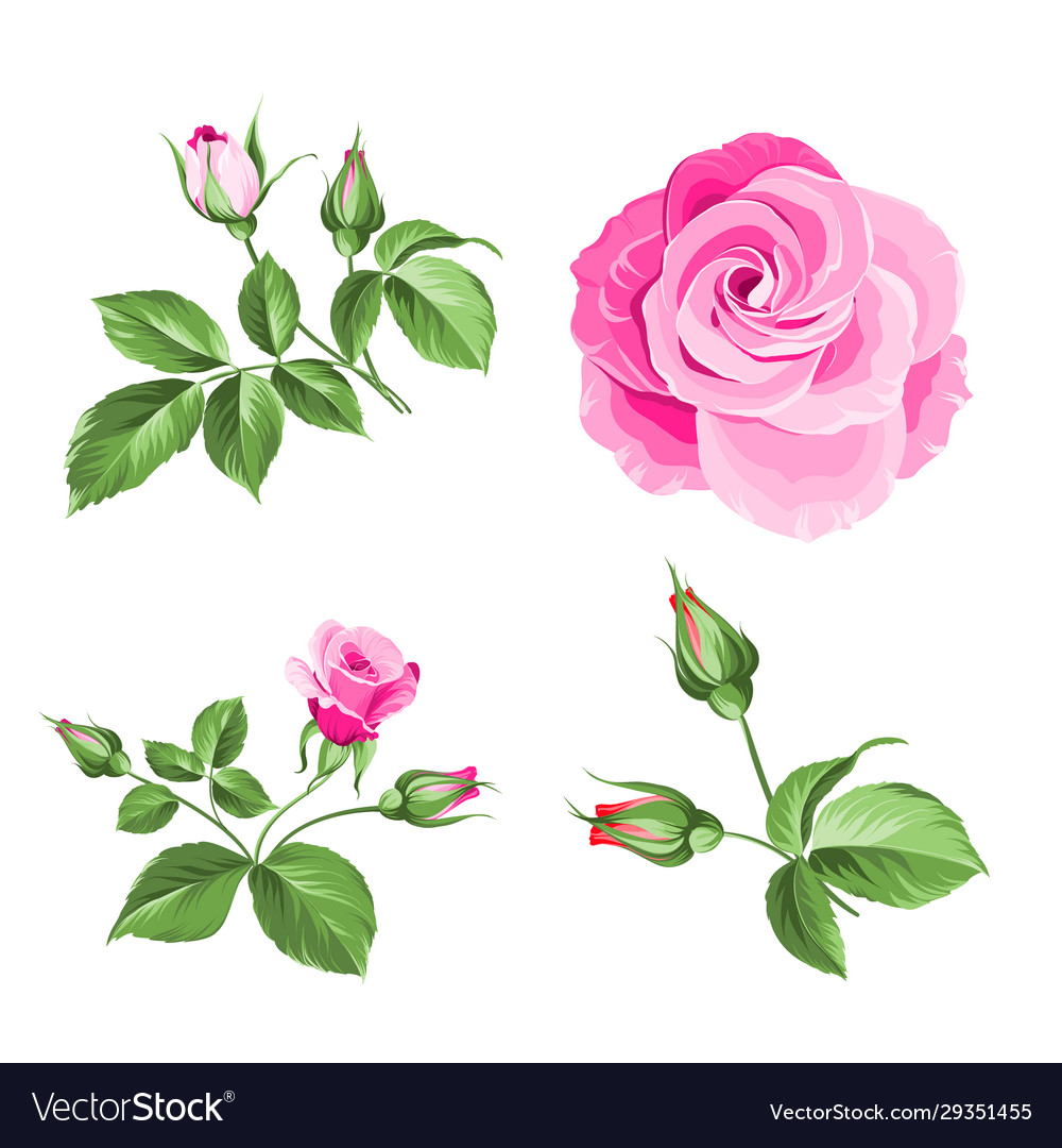 Rose bud collection elements roses isolated on Vector Image