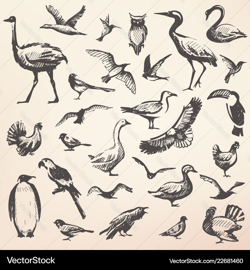 Birds big hand drawn collection silhouettes Vector Image