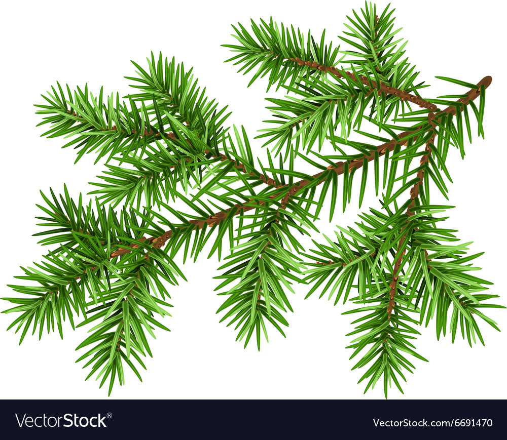 Download Pine tree branch Green fluffy pine branch Vector Image