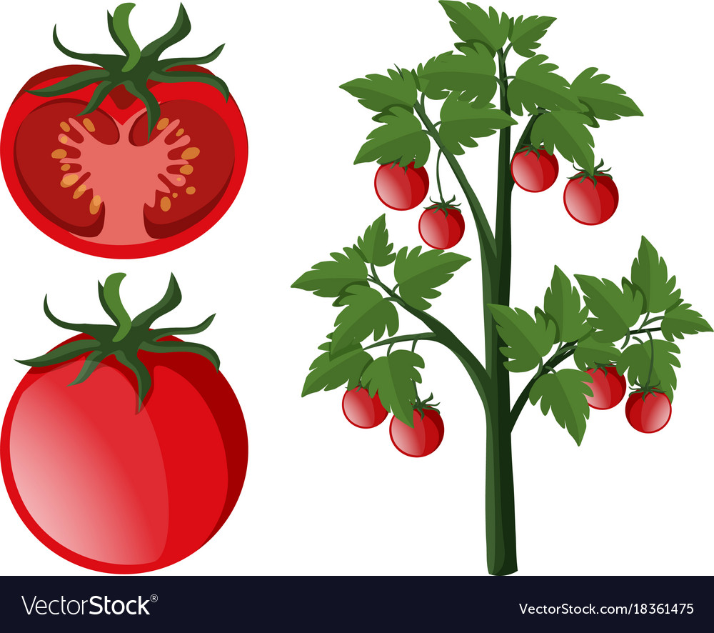 Fresh tomotoes on plants Royalty Free Vector Image