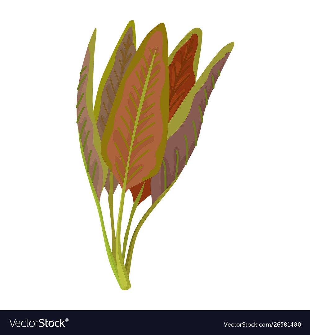 Green fresh salad vegetable and herb organic Vector Image
