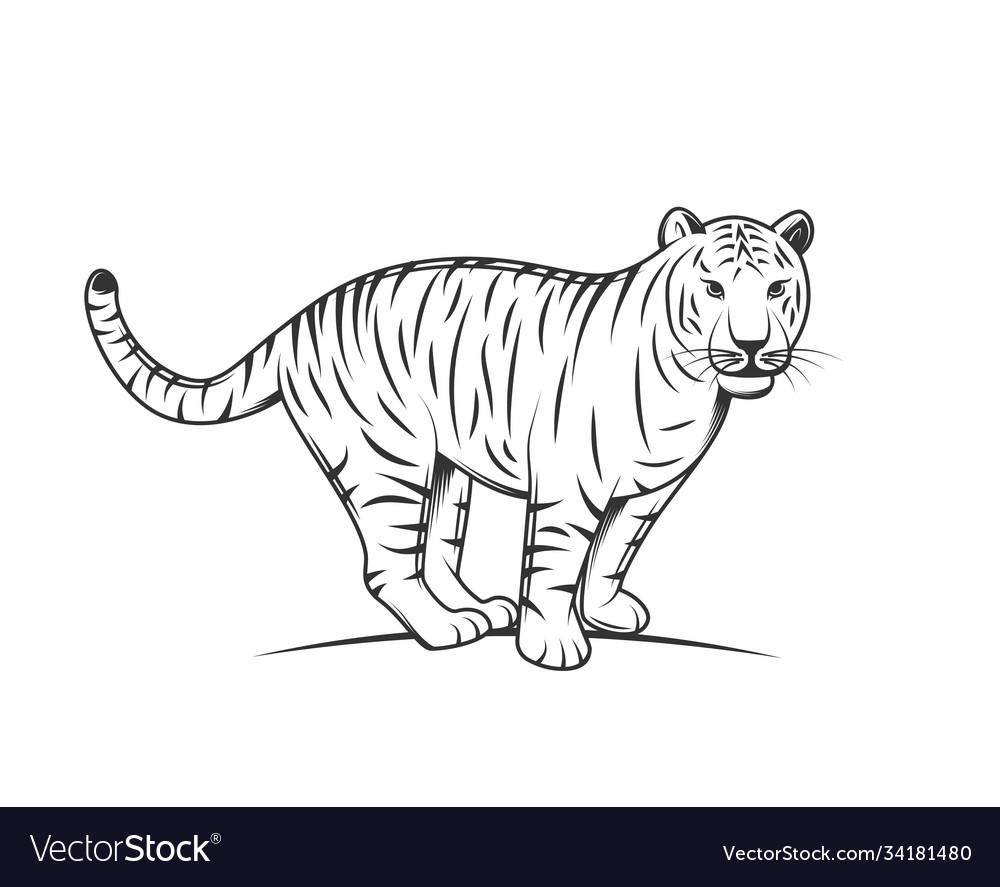 Tiger silhouette isolated on white background