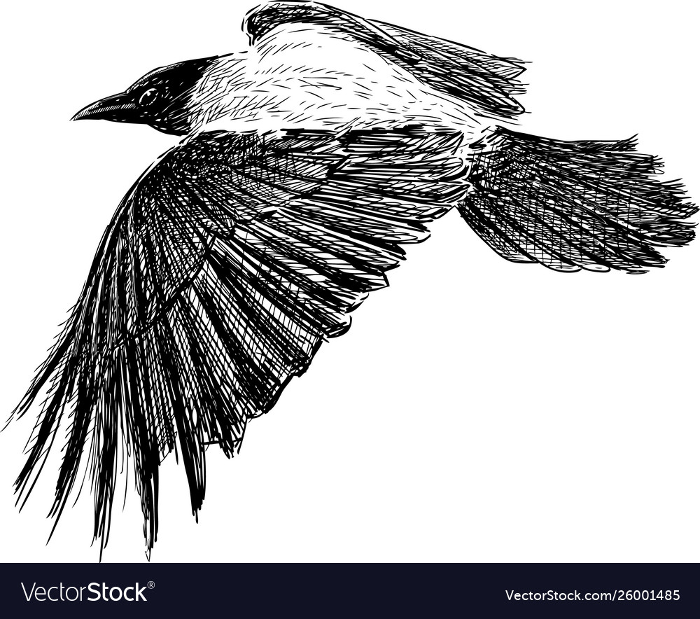 Crow in flight