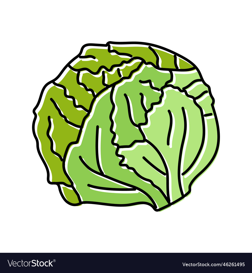 Ceberg salad food color icon Royalty Free Vector Image