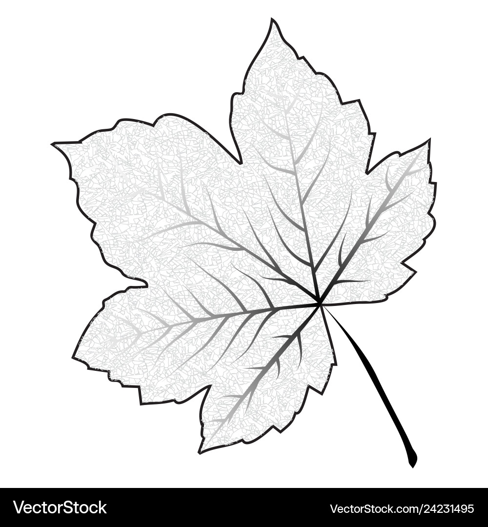 Image Outline Maple Leaf Isolated On White Vector Image