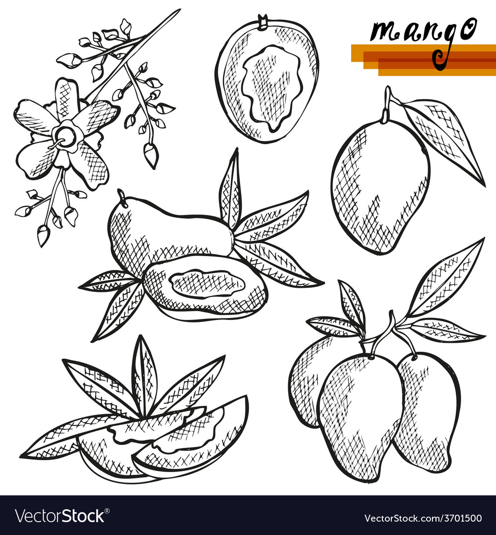 Mango Royalty Free Vector Image - VectorStock